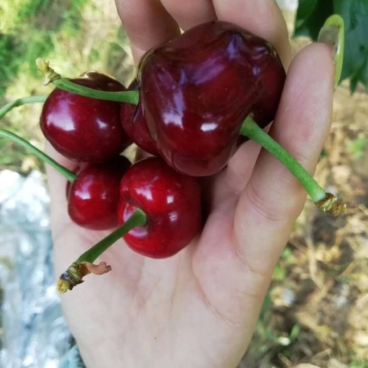 栖霞市 自家果园种植大樱桃，山东烟台