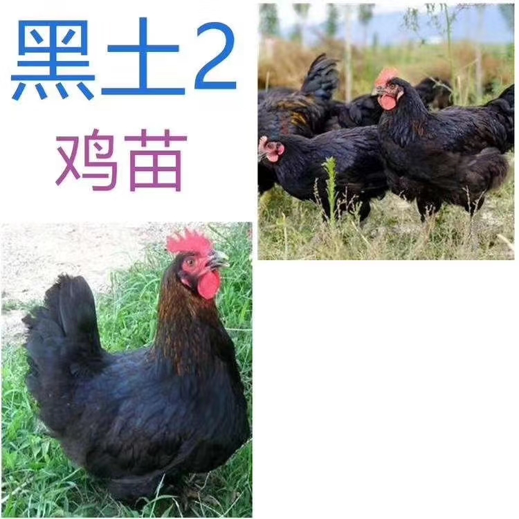  脱温土鸡苗，脱温黑羽鸡苗，脱温青脚土鸡苗