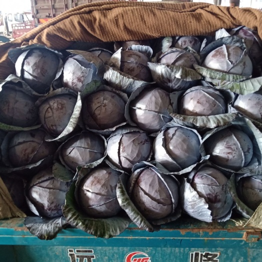 邯郸紫包菜   紫甘蓝产地直供