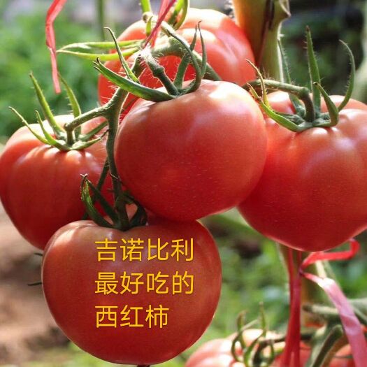 寿光市硬粉番茄种子  粉果番茄‘吉诺比利'自投放市场四年来 深受种植户 收购商认可