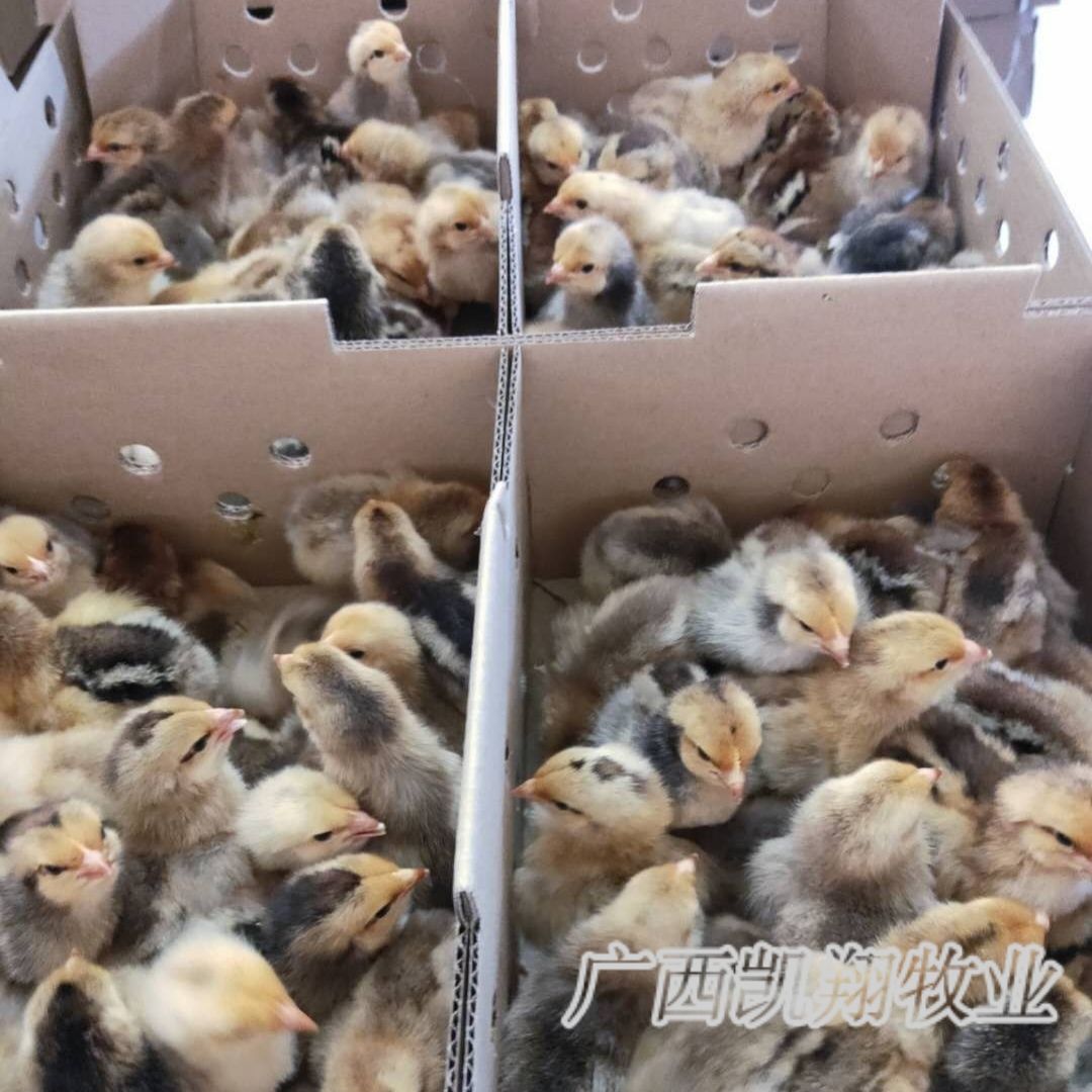 快大型K9鸡苗 882麻黄 901灰羽孵场直供包疫苗