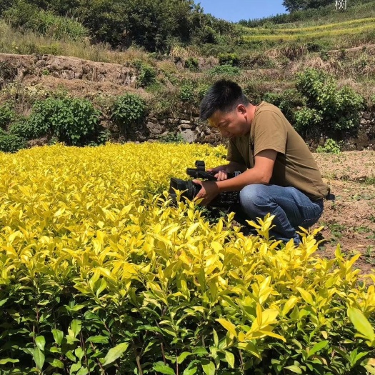绿茶  大量茶苗黄金芽龙井茶 黄金牙 浙农117乌牛早白茶
