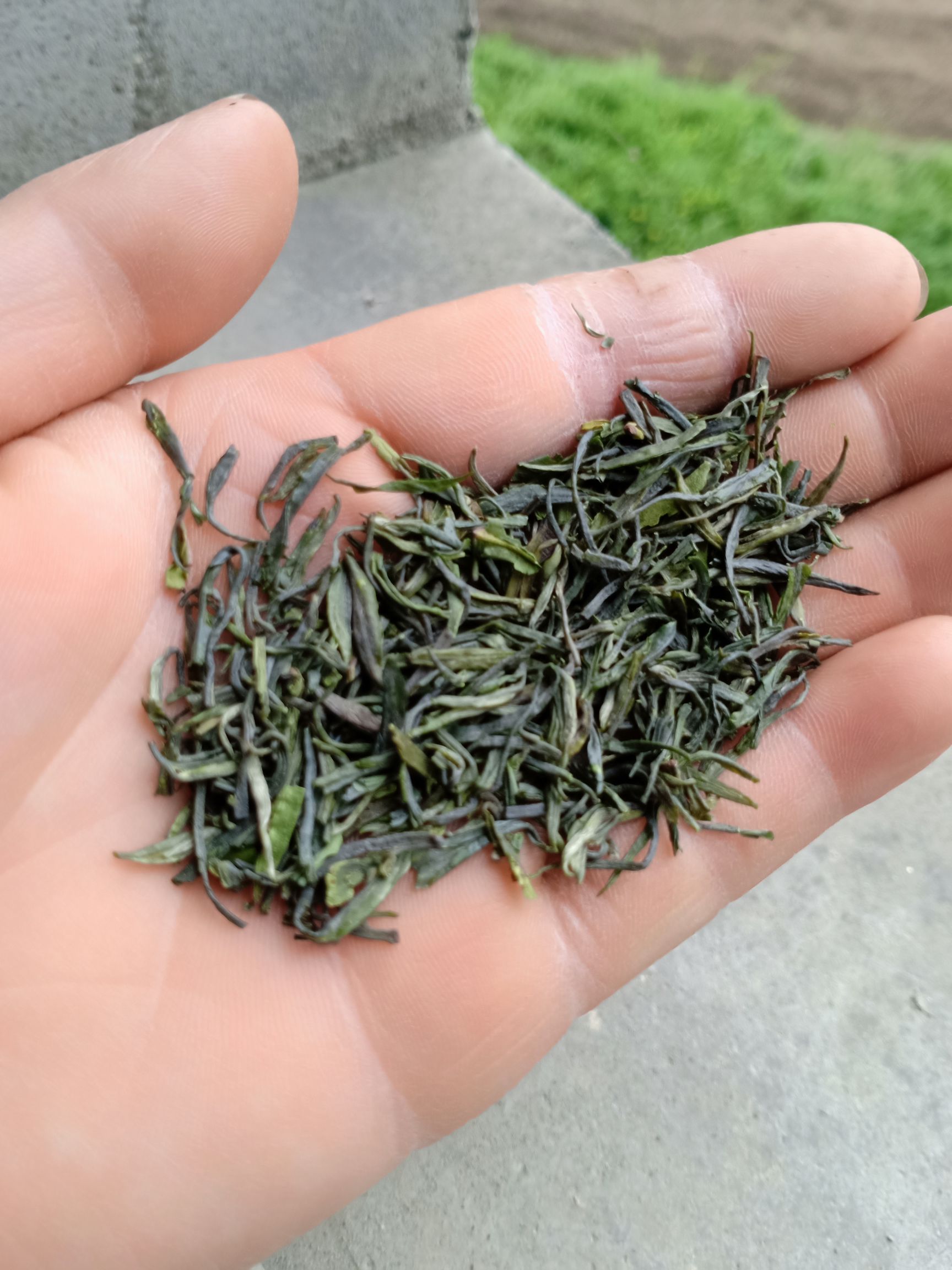  高山绿茶