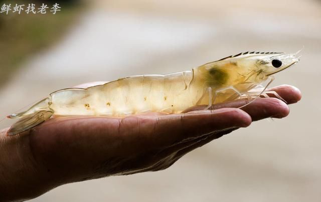 漳州中国对虾  冬季活虾产地直供南美白对虾塘口现货代办价格透明成活率高