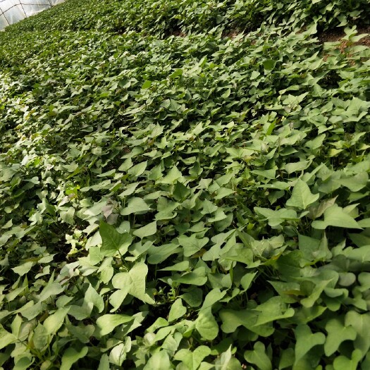 泗洪县商薯19红薯苗 商薯19大量供应