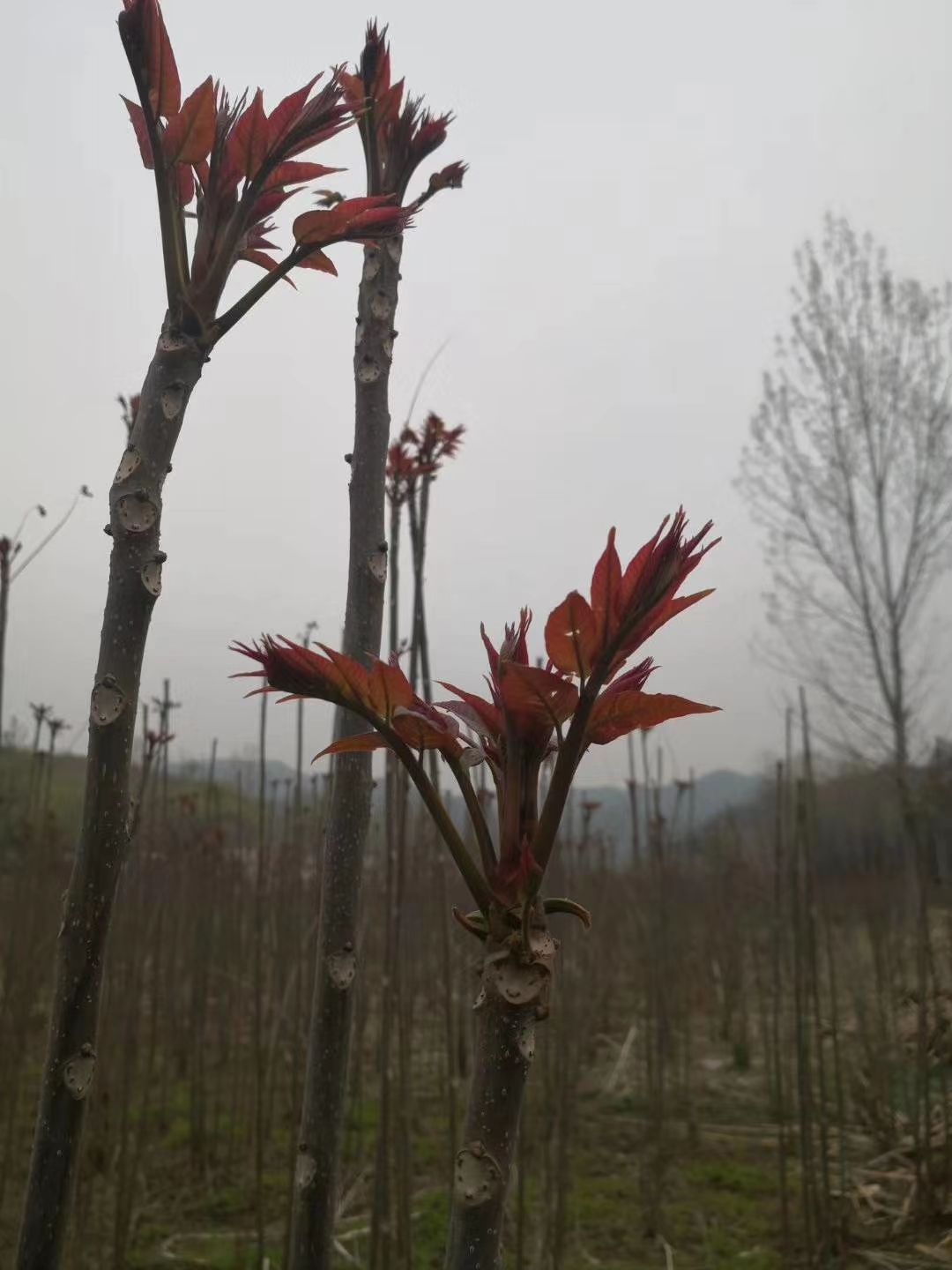 干香椿芽 香椿炒鸡蛋