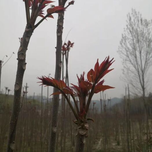 郑州干香椿芽 香椿炒鸡蛋