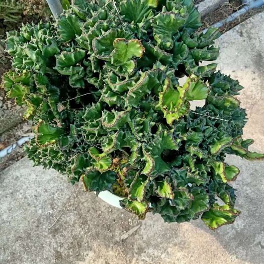 漳州 玉麒麟一盆45元