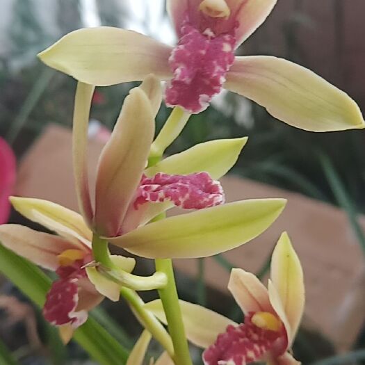 咸丰县春剑兰花 龙根壮苗