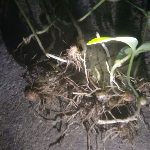 半夏种子  种植简单、管理方便1致富好项目早