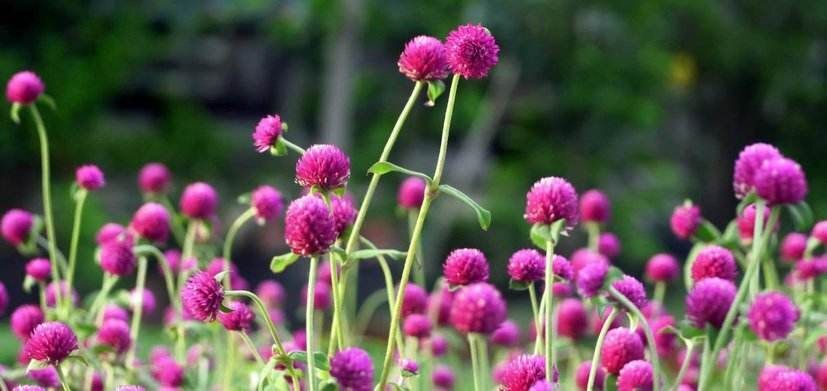 宿迁 千日红种子百日红火球庭院景观绿化花卉易活草花花籽千日紫花种
