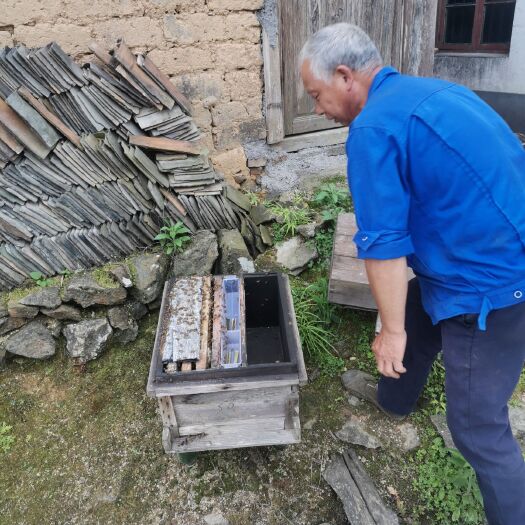 宜丰县黑蜂蜂蜜 百花蜜产区位于江西宜丰官山国家森林公园