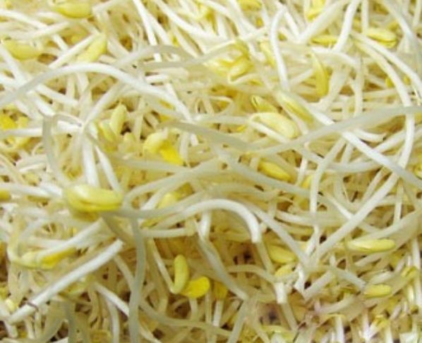 慈利县 纯绿色剂，黄豆芽