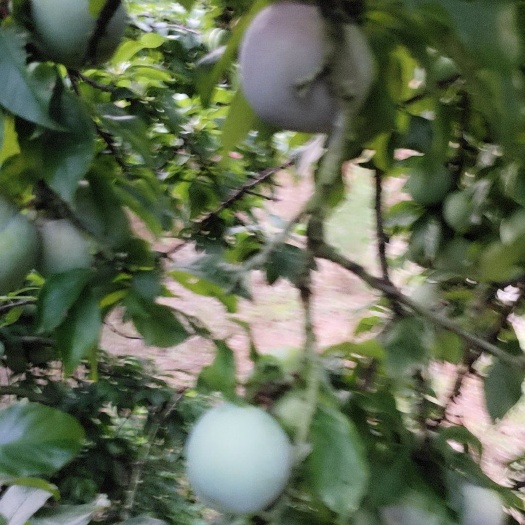 平乐县 月底大量供应三华李