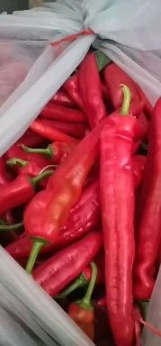 寿光市艳红辣椒 山东寿光精品红尖椒