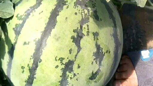 甜王西瓜 以诚相待，以质量求发展，广交同行朋友我