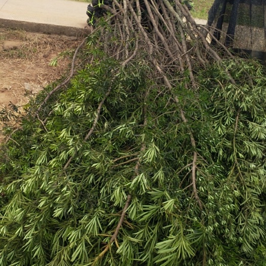 荔浦市 罗汉松3米以上，大量批发销售，联系我