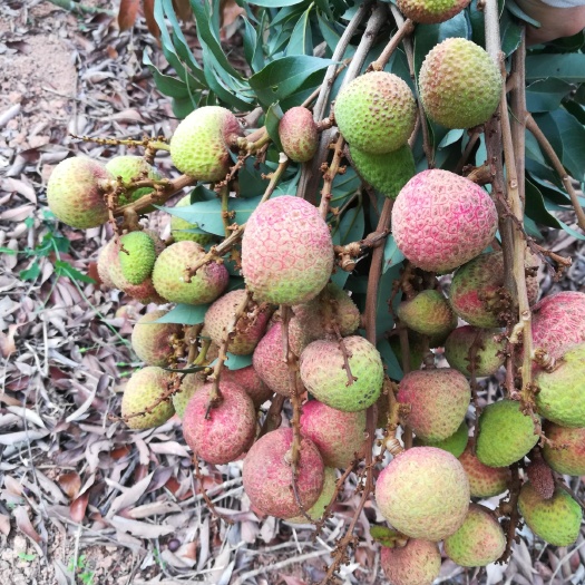 灵山县三月红荔枝  灵山茘枝三月红 妃子笑早熟品种上市了