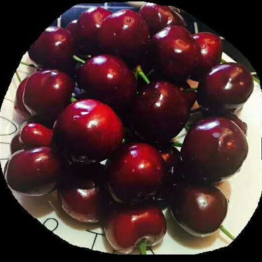 芮城县 山西风陵早熟樱桃，红灯，早美，黄冠
