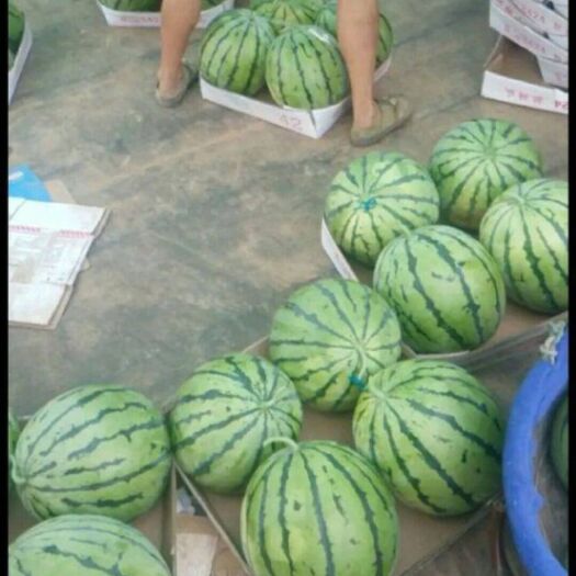 灌云县 京欣西瓜  5斤打底  9成熟  1茬