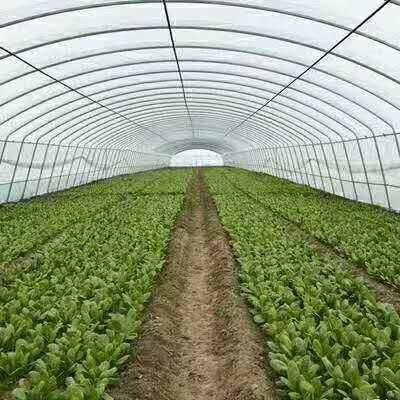 沭阳县 成套大棚塑料薄膜温室大棚蔬菜大棚养殖大棚