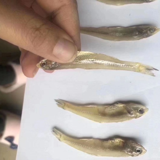 广州深海小鱼干