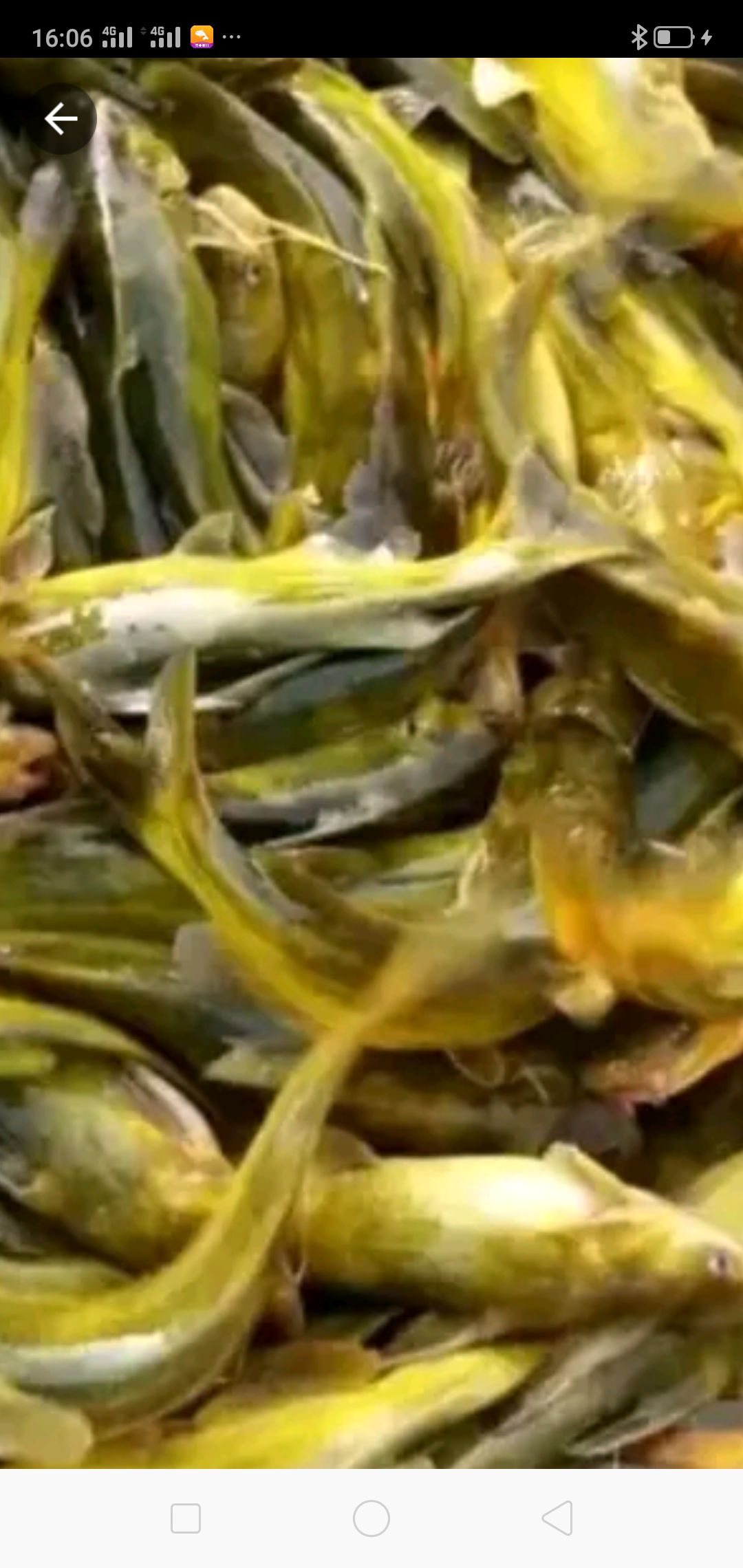 池塘黄颡鱼  黄辣丁，