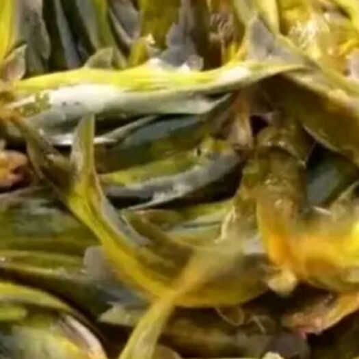 池塘黄颡鱼  黄辣丁，