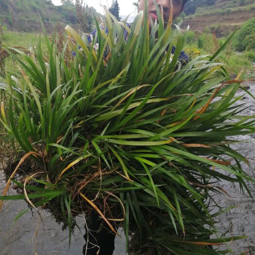 织金县 贵州非种植石菖蒲