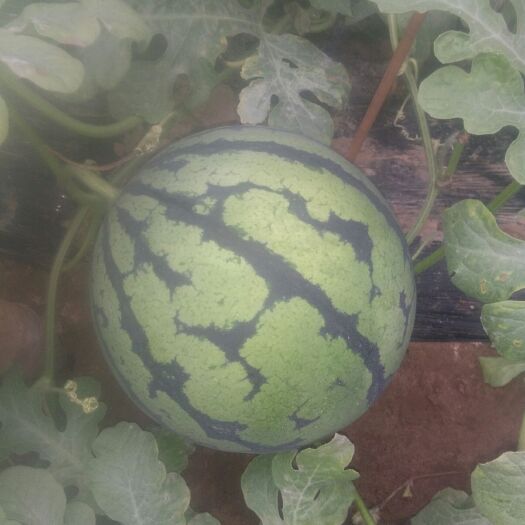 永清县京欣西瓜 8斤打底 9成熟 1茬