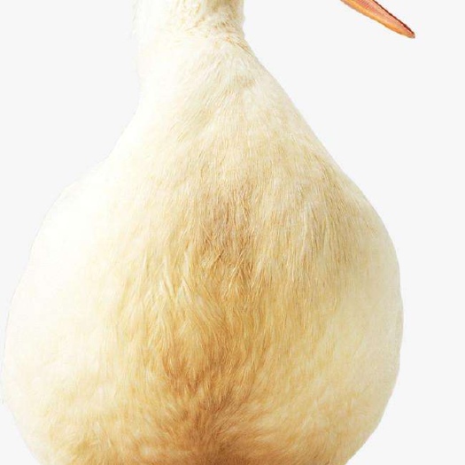 丹东 果园散养大鹅