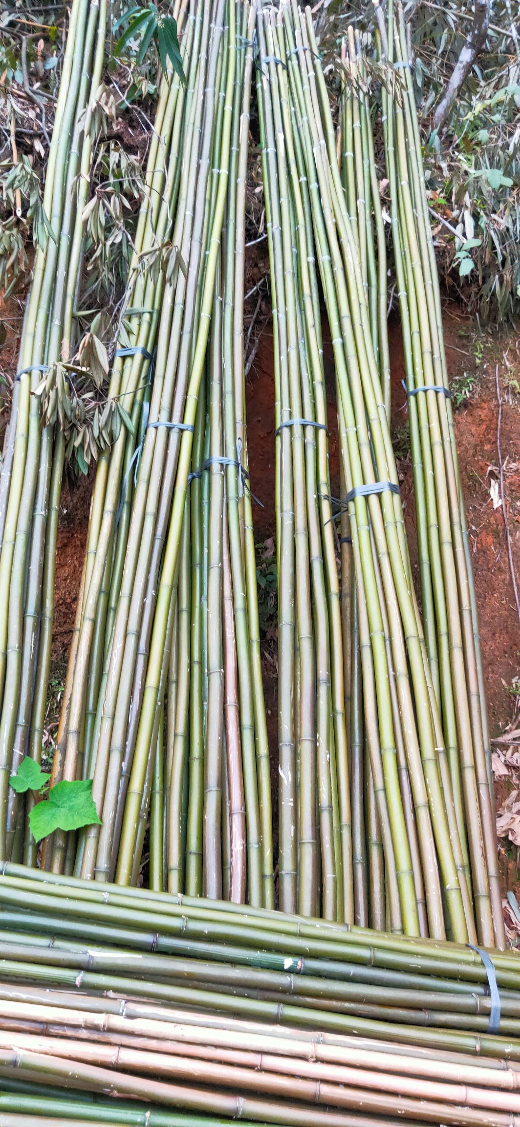  大量供应黄金竹，规格可定制，欢迎各位老总下单