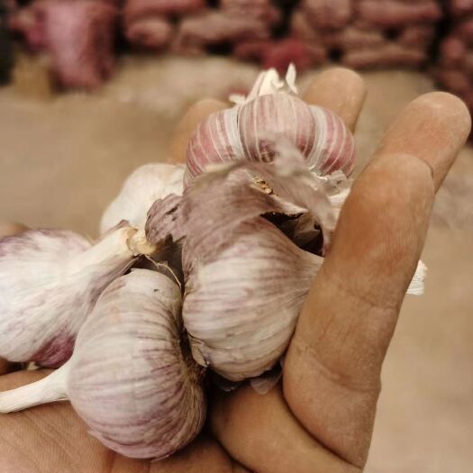 红皮蒜  大理红蒜小蒜  干蒜 种蒜 场地直销 量大从优