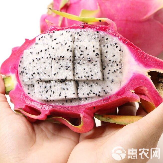 【精选】越南白心火龙果3/10/5斤新鲜当季新鲜水果包邮