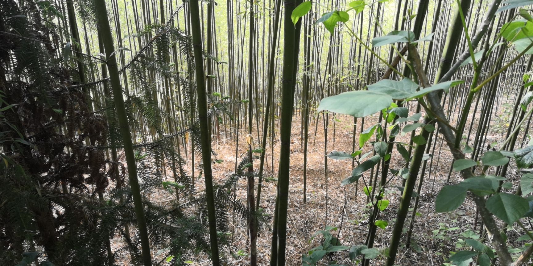 毛竹