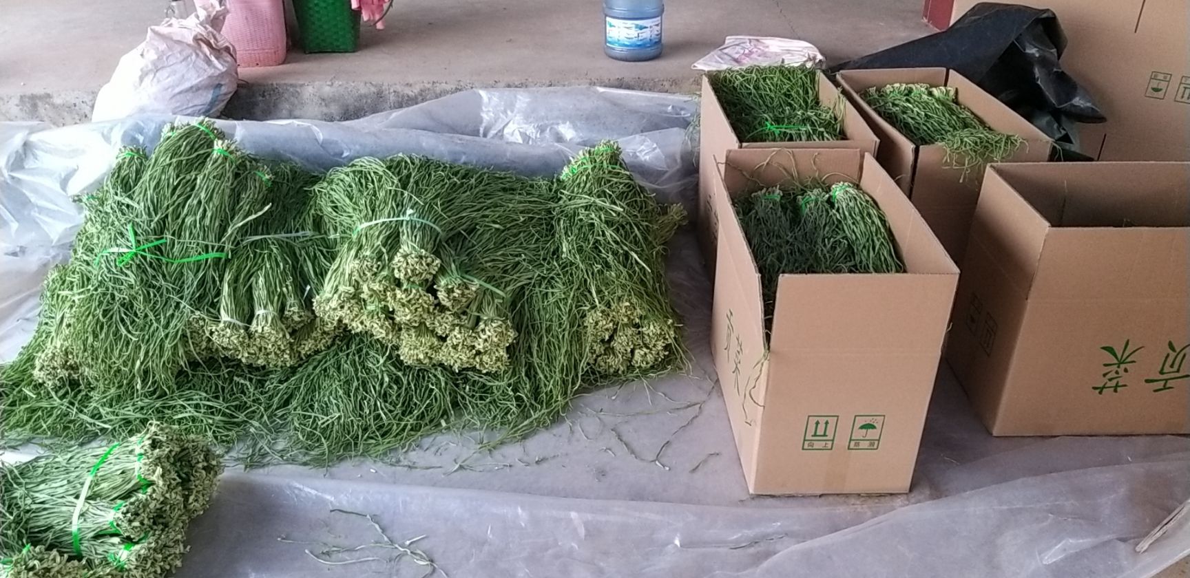 苔干  一級(jí)，統(tǒng)貨