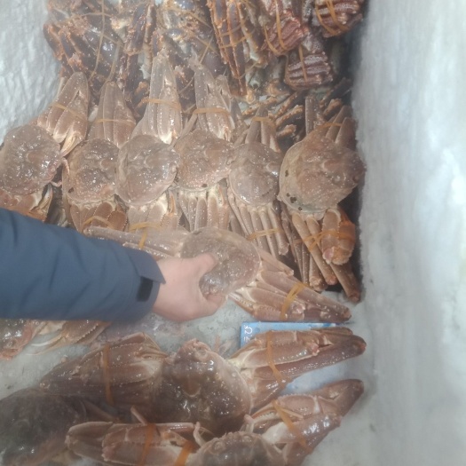 上海 冻帝王蟹 红毛蟹 长脚蟹 量大从优，