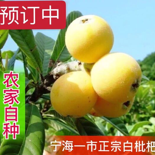 宁海县 五月枇杷飘香，浙江宁海白枇杷清甜可口，风味浓郁，皮薄多汁
