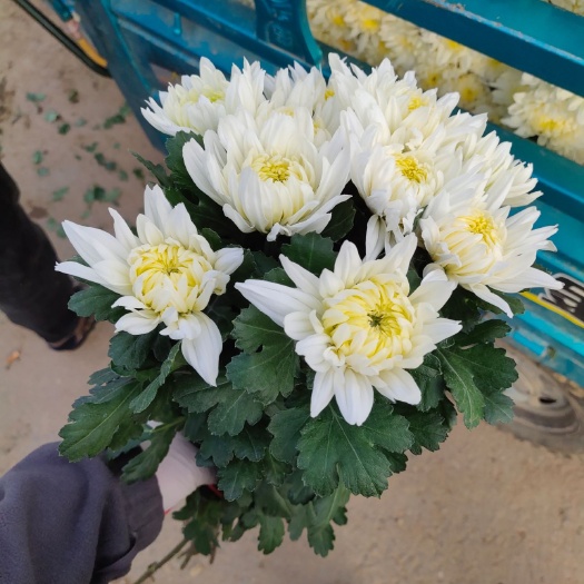 新沂市黄白菊  中上白菊