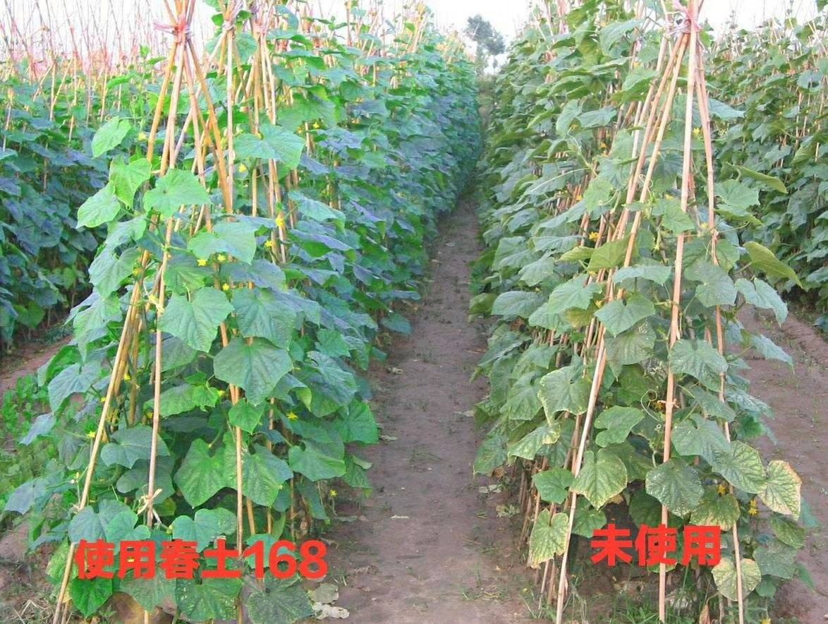 微生物有机肥  专业土壤治理，解决重茬死棵，苗黄苗弱，僵苗，不生根，防早衰。