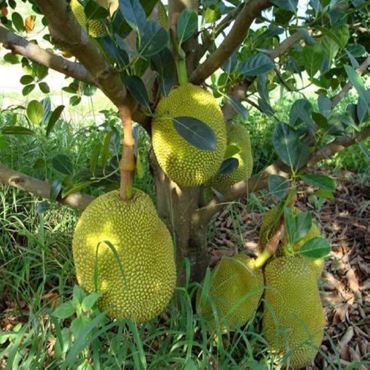 灵山县 菠萝蜜苗四季优选菠萝蜜嫁接苗自带营养杯带土带叶发货，可盆栽