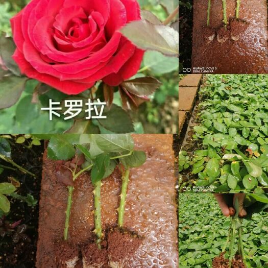 昆明红玫瑰   卡罗拉玫瑰小苗（红色花）