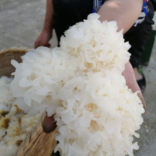 信阳 自家一级椴木银耳自产自销