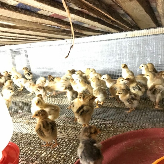 南宁 k9麻黄鸡苗