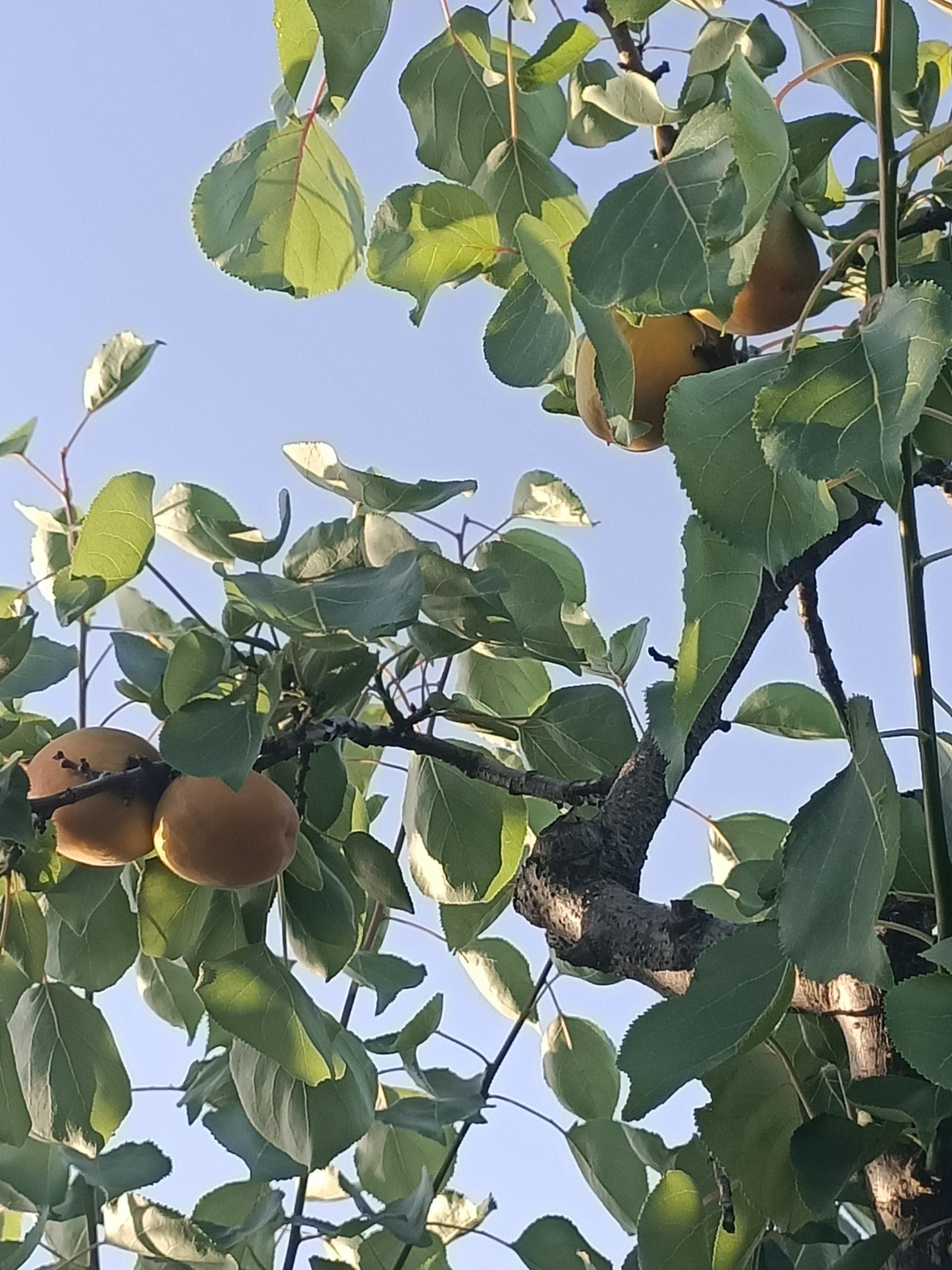  山西运城永济金太阳大黄杏