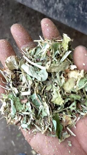 正阳县花生秧