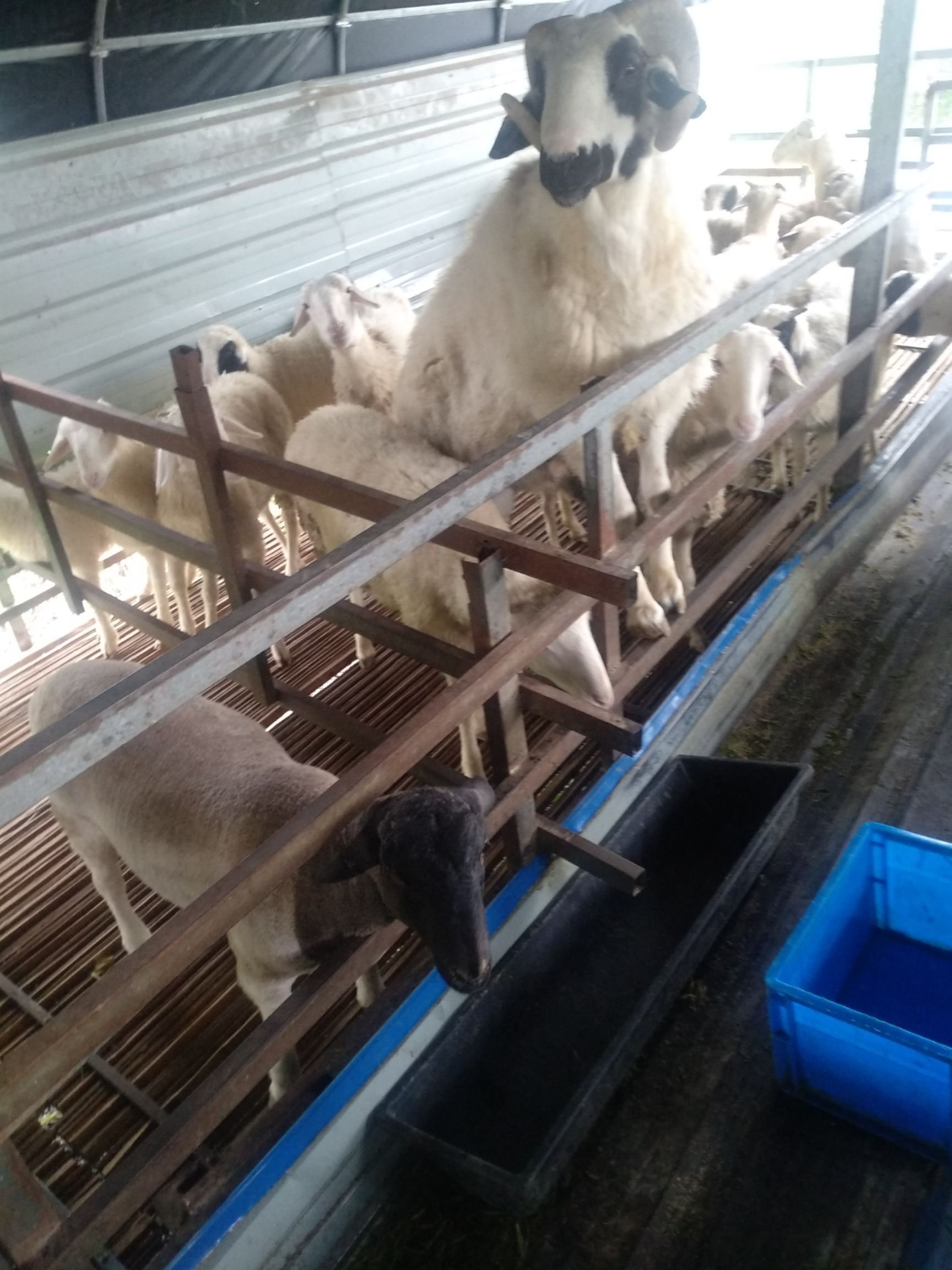绵羊  大小种羊、肉羊出售