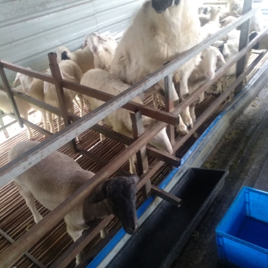 东至县绵羊  大小种羊、肉羊出售