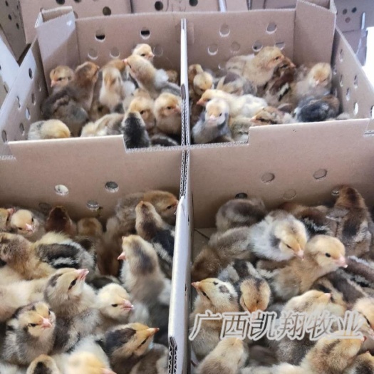 南宁快大型K9鸡苗 882麻黄 901灰羽孵场直供包疫苗