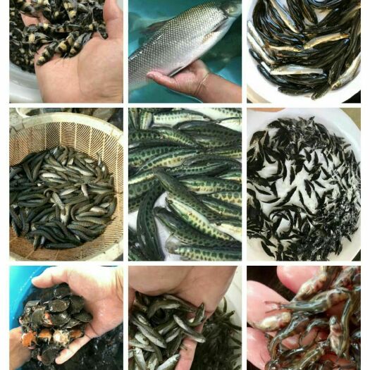 瓮安县鲫鱼苗 统货